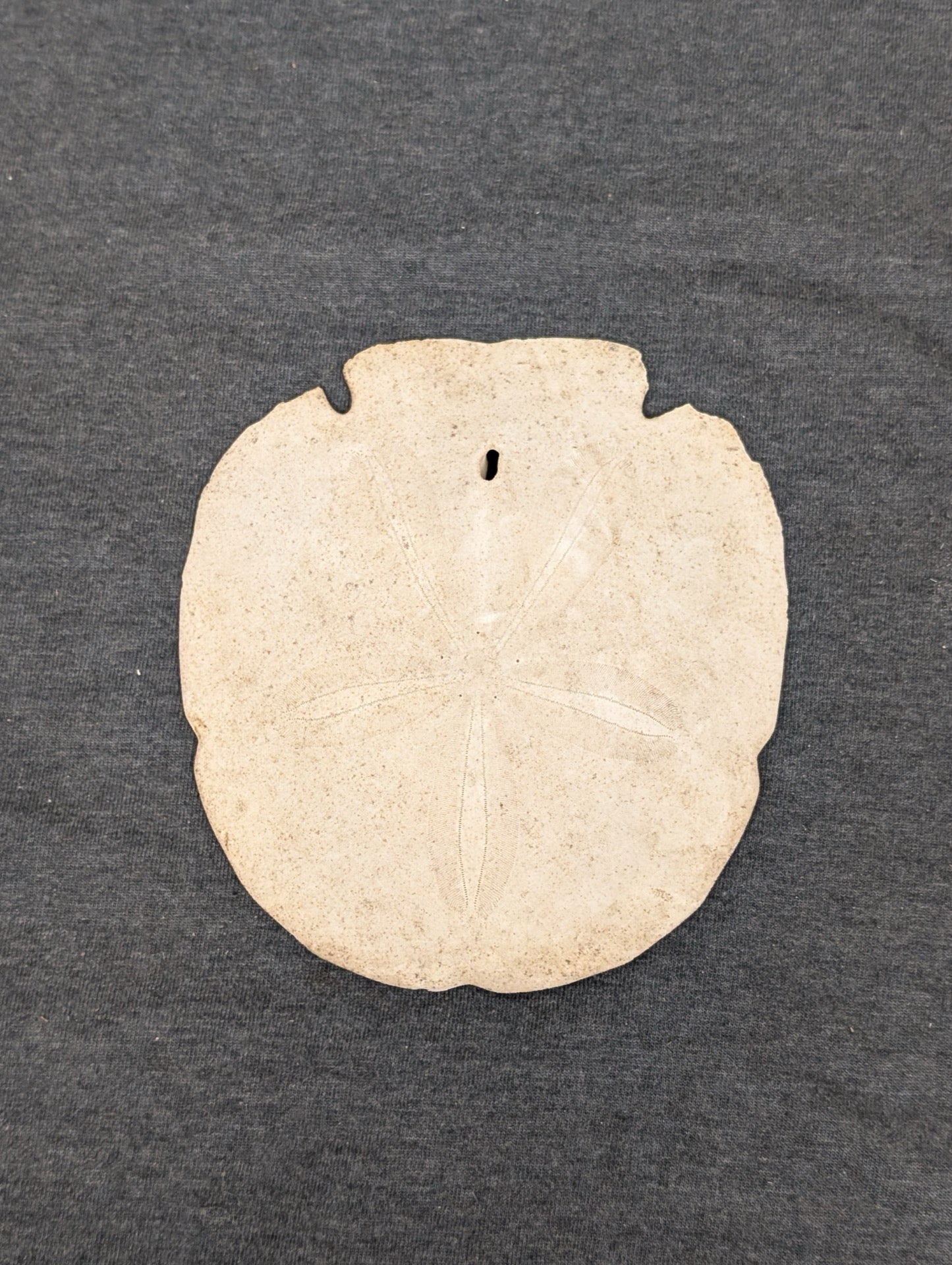 Beige round dried sand dollar shell with a star pattern resting on a dark gray surface.
