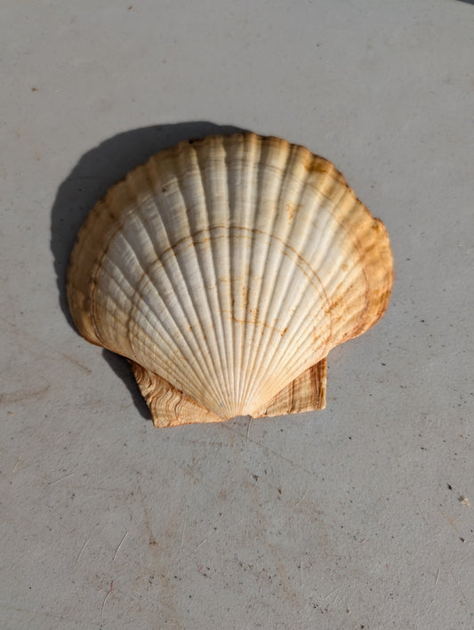 Sea scallop shell large vintage Natural Ocean Shells, Shell Decoration, Natural Shell, Rough Shell, Flower Shell, Sea Treasure