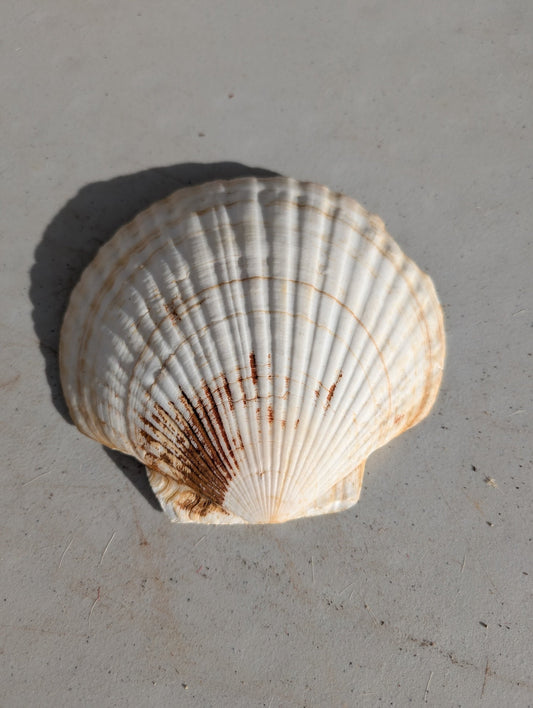 Sea scallop shell vintage large Natural Ocean Shells, Shell Decoration, Natural Shell, Rough Shell, Flower Shell, Sea Treasure