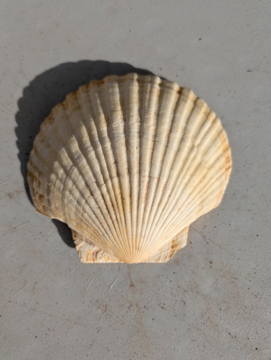 Sea scallop shell vintage large Natural Ocean Shells, Shell Decoration, Natural Shell, Rough Shell, Sea Treasure