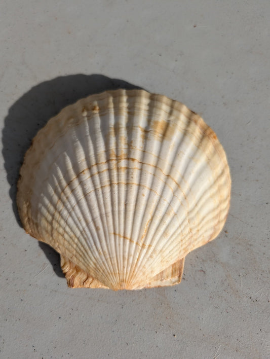 Sea scallop shell large vintage Natural Ocean Shells, Shell Decoration, Rough Shell, Flower Shell, Sea Treasure