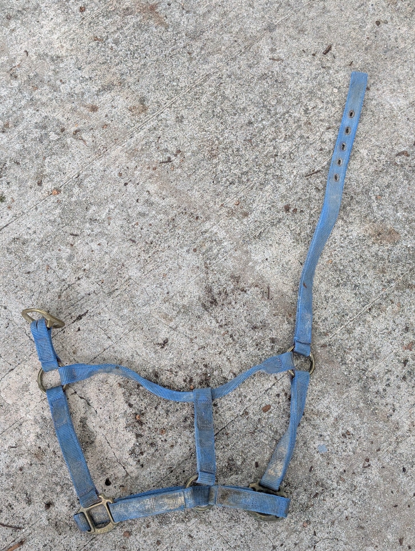 Adjustable Nylon Halter from Unknown -  Tack (Nylon, Brass-plated Metal Horse Tack, Farm/Stable, Blue, Brass)